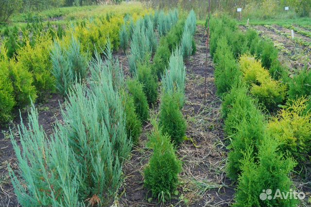 Питомник декоративных растений