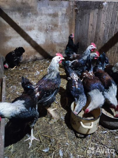 Молодые петушки