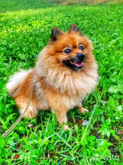 Малый немецкий шпиц