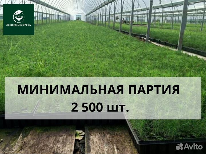 Сеянцы ели зкс