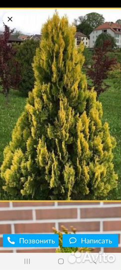 Туя Еллоу Риббон, зкс