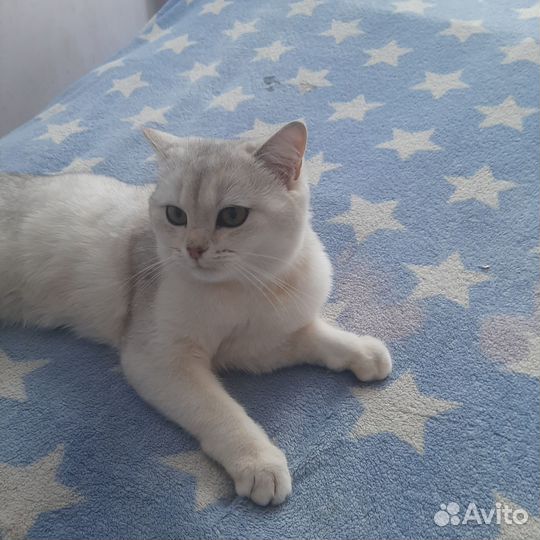 Шотландский кот не кострирован молодой