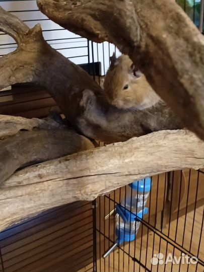 Белка дегу девочки