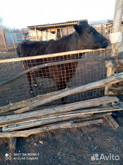 Продаю телку