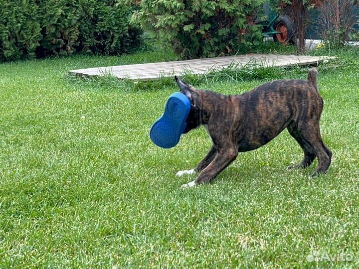 Боксер мальчик