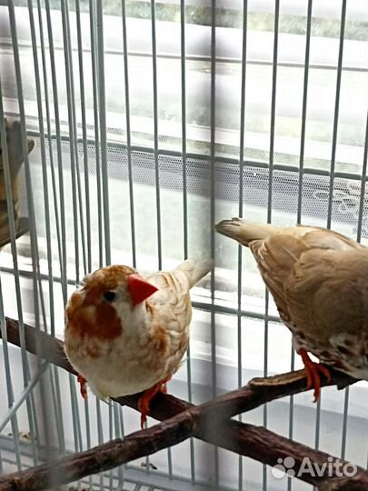 Зебровая крупная амадина