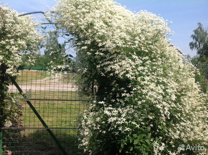 Цветы садовые. Пион, Клематис