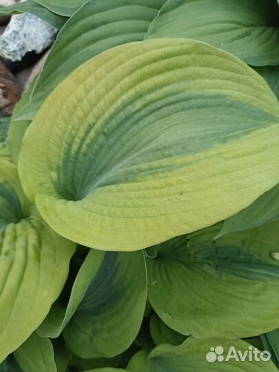 Хоста Goodness Gracious