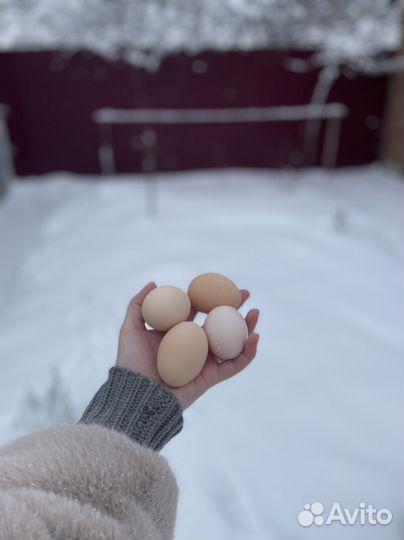 Яйцо куриное