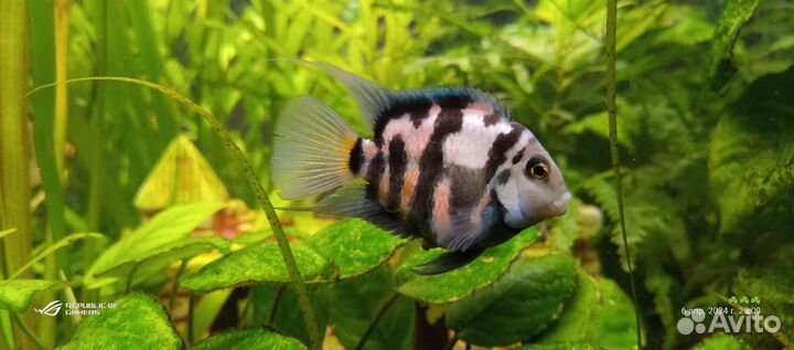 Рыбка Сапфировый попугай