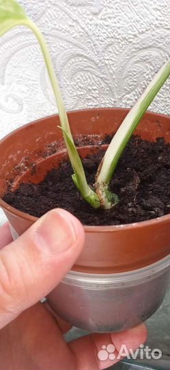 Монстера вариегатная альба