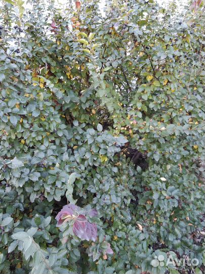 Реализация саженцев кизильника блестящего