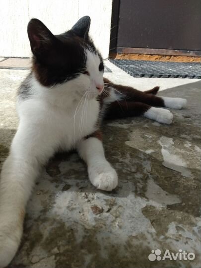 Ласковый Котенок ищет дом