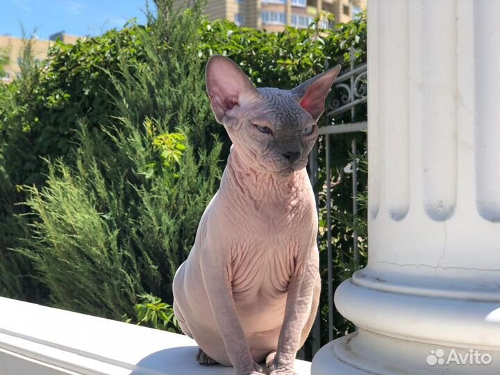 Канадский сфинкс