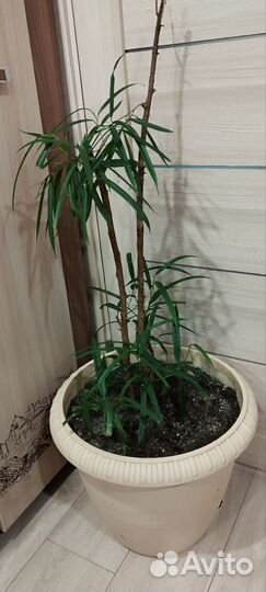 Фикус али большой