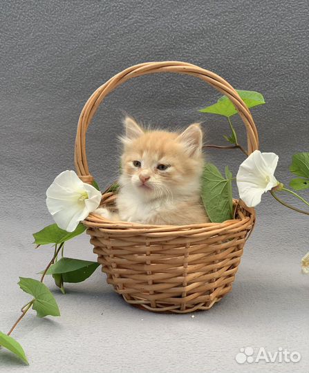 Рыжик 1,5 мес