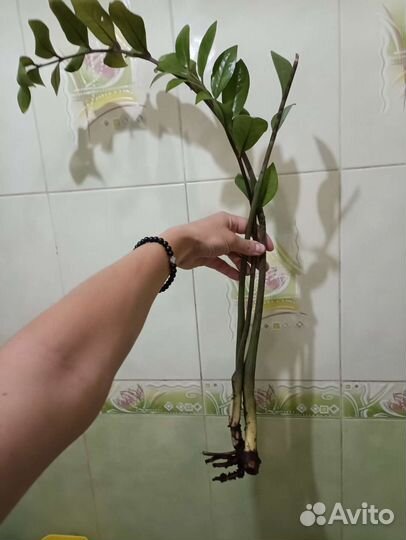 Замиокулькас