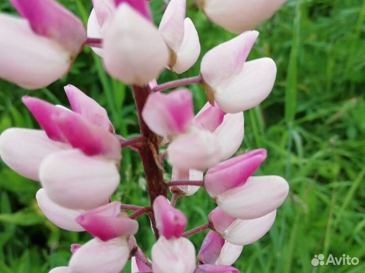 Многолетние цветы