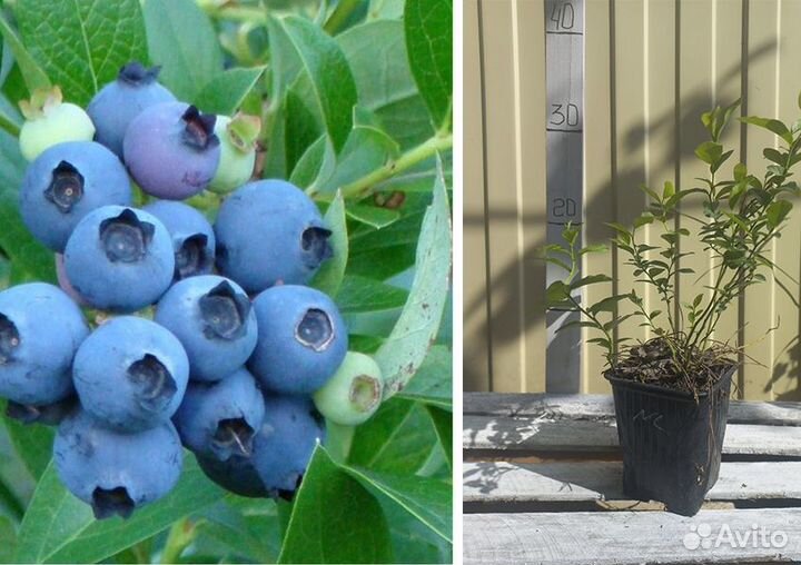 Голубика Норд Блю, Норд Кантри и Норд Лэнд