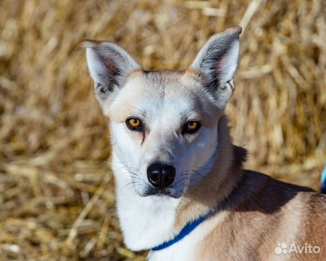 Собака Трейси