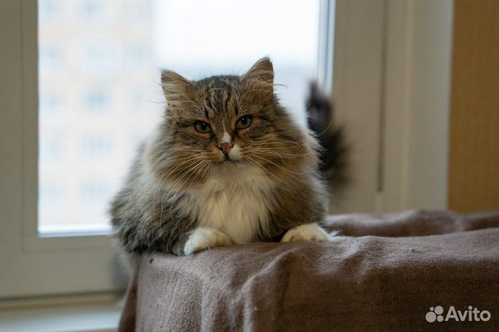 Сибирский кот