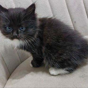 Карельский бобтейл котёнок