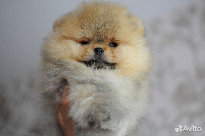 Щенки померанского шпица медвежьего типа