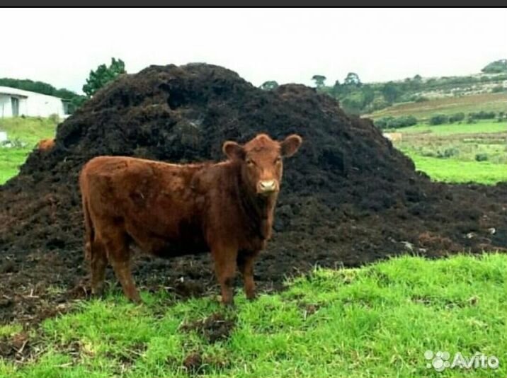 Чернозем за 18 кубов., перегной