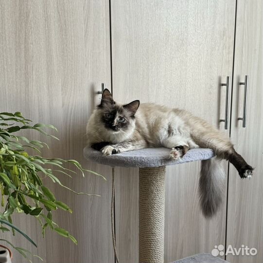 Сиамская кошечка