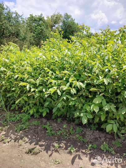 Грецкий орех саженцы