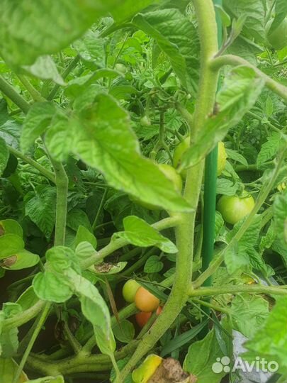 Навоз конский в мешках