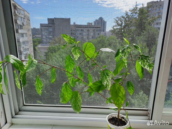 Гибискус