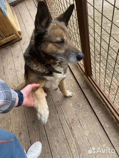 Собака в добрые руки