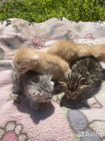 Котята от шиншиллы
