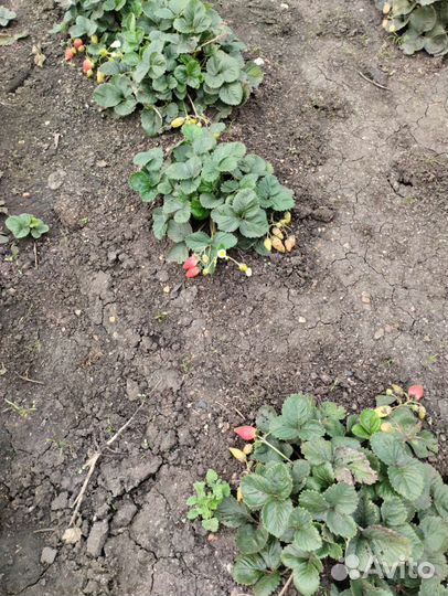 Саженцы Клубника Ремонтантная, саженцы