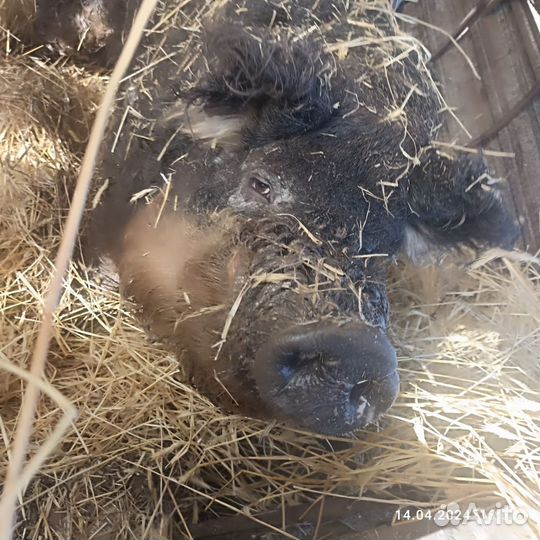 Свиньи живым весом,мясом