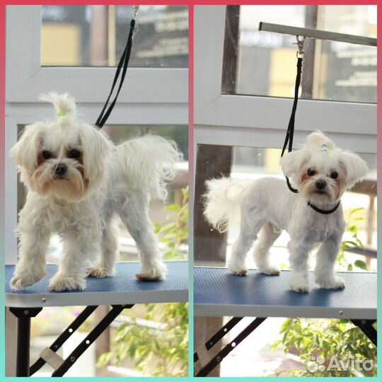 Груминг. Стрижка, экспресс линька, стриппинг