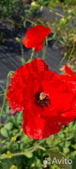 Маки декоративные семена