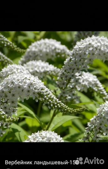 Бесзпроблемные многолетники