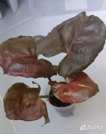 Филодендроны и сциндапсусы