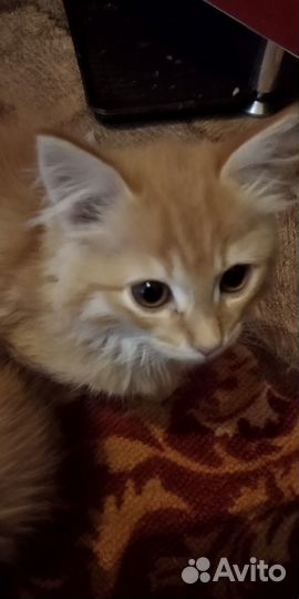 Отдам в добрые руки