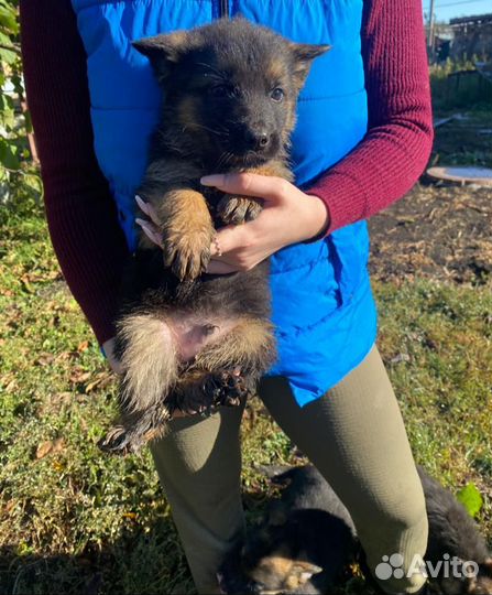 Щенки немецкой овчарки