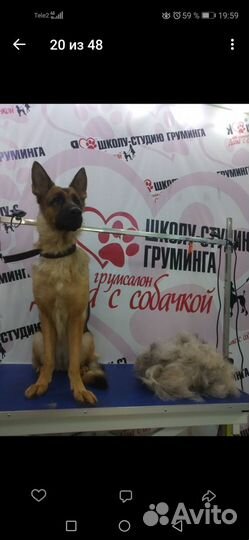 Стрижка собак кошек. Хендлинг. Передержка