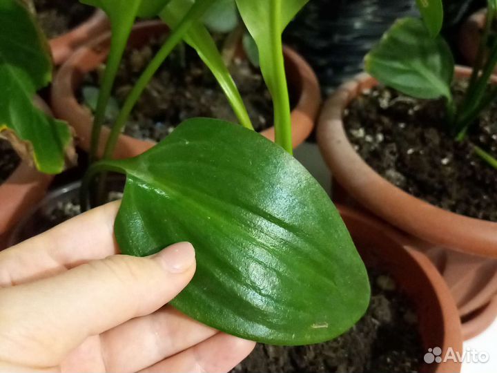 Дримиопсис комнатное растение