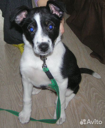 Активный щенок Майло