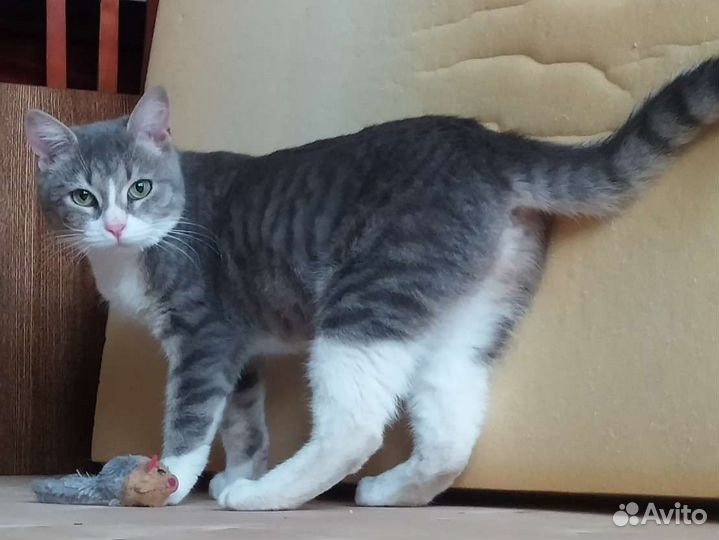 Кошечка 7 месяцев ищет дом