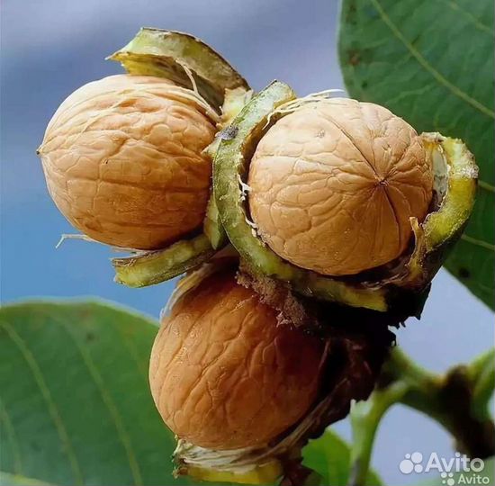 Грецкий орех сорт Идеал, рассада