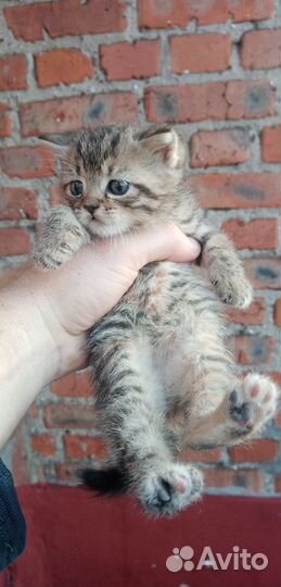 В Добрые Руки - Котик Красавчик от вислоухой кошки