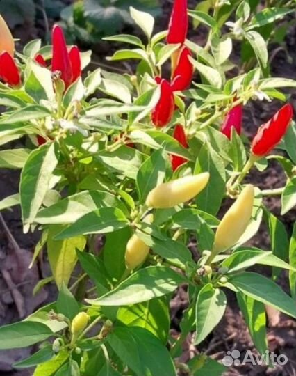 Семена острого перчика 