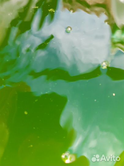 Хлорелла для водоема